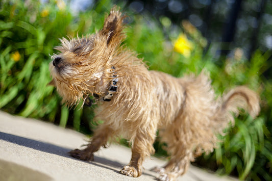 Why is Dec-Tec DIY Great for Pet Owners?